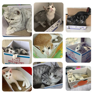 2018 Karton Kucing Kotak Mainan Karton <span class=keywords><strong>Cat</strong></span> <span class=keywords><strong>Scratcher</strong></span> Kotak