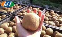 Hoge Kwaliteit Kiwi Voor Supermarkt Premium Grote Smaak Verse Kiwi Fruit Boomgaard Groothandel
