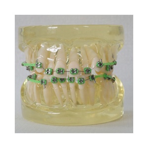 Dentale Ortodontico modello Con staffa di ceramica - Product Image 3