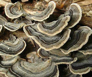 Naturel Certifié Biologique turquie queue extrait de champignon/champignons polypores versicolores extrait - Product Image 4