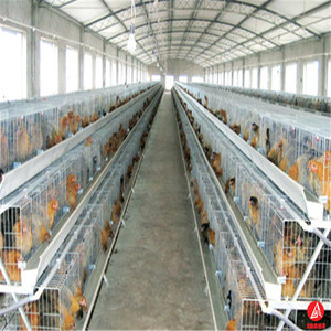 <span class=keywords><strong>Cage</strong></span> de poulet à couche/couche, cellule de volaille économique, design de ferme de volaille - Product Image 2