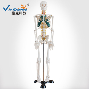 Modelo de <span class=keywords><strong>Esqueleto</strong></span> <span class=keywords><strong>Humano</strong></span> de 85 cm con Nervios Espinales, Kit de Anatomía, Modelo de <span class=keywords><strong>Esqueleto</strong></span> de Tamaño Real de Vic Science - Product Image 2