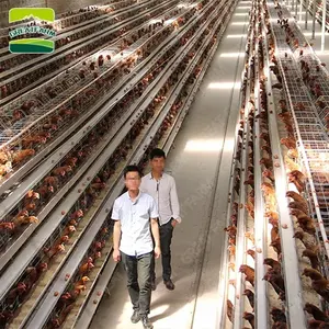 Industrial chicken house for sale in china