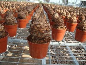 kailai de marca al por mayor de plástico pp 5 pulgadas macetas vivero en las ventas - Product Image 4