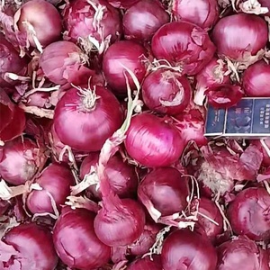 Giá Hành Tây Đỏ Của Trung Quốc Cho Colombia - Product Image 3