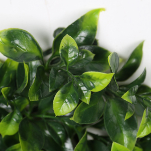 Popolare Tipo di Impianto Luce Due-tono Scorpione Foglia Falso Pianta Verde Parete Verticale del Giardino per la Decorazione Della Parete - Product Image 4