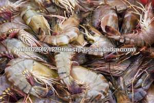 Aditivos para Alimento de Camarones con Probióticos Esenciales para Acuicultura, Suplemento Saludable para la Cría de Camarones - Product Image 2
