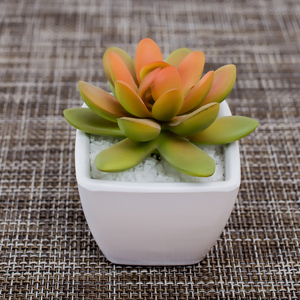 Artificiale Mini Pianta Grassa <span class=keywords><strong>In</strong></span> Piazza <span class=keywords><strong>Vaso</strong></span> di Vetro - Product Image 1