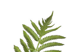 2.2m Alsophila Spinulosa <strong>Large</strong> <strong>Fake</strong> Fern Potted <strong>Plants</strong> - Product Image 5