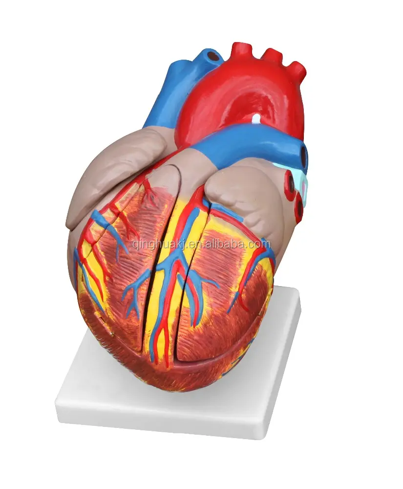 解剖学PVC等身大の人間の心臓モデルの3倍