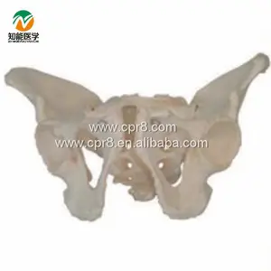 Erkek pelvis anatomik modeli