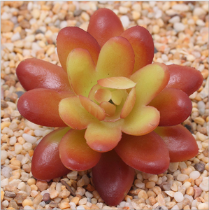 Artificiale Piante Succulente Unpotted Assortiti Faux Succulente Succulente Proposte per la Composizione Floreale Decorazione Della Casa - Product Image 4