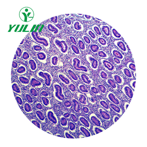 100 Loại Mô Học Giải Phẫu Người Đã Chuẩn Bị Slide - Product Image 2