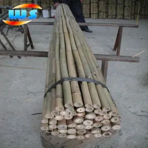 Bamboo Cane / Poles For Support Plants For Sale