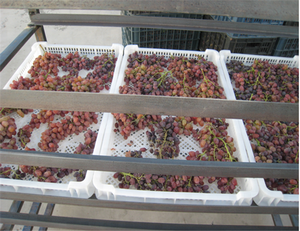 DWT-2-10 Serie transportband kamer droger druiven - Product Image 5