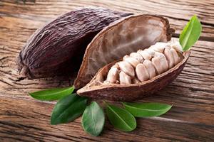 Ventes chaudes <span class=keywords><strong>de</strong></span> poudre <span class=keywords><strong>de</strong></span> <span class=keywords><strong>cacao</strong></span> pure à base <span class=keywords><strong>de</strong></span> polyphénols et <span class=keywords><strong>de</strong></span> thérobromine, extrait <span class=keywords><strong>de</strong></span> <span class=keywords><strong>cacao</strong></span>, graines <span class=keywords><strong>de</strong></span> <span class=keywords><strong>cacao</strong></span> - Product Image 6