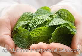 100% Pure Peppermint Essential Oil for Skin <b>Candle</b> Making & Headache Relief High Quality 10ml Peppermint Essential Oil Bulk - Product Image 6