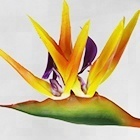 Fiori artificiali uccello del paradiso stelo lungo vero tocco fiori artificiali per la decorazione del soggiorno di casa - Product Image 6