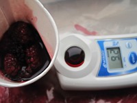 Sinocharm Brc Een Goedgekeurd Bevroren Fruit Iqf Blackberry Met 80% Zwarte Kleur En 20% Dark Red