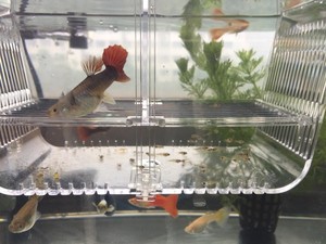 ตู้ปลาอะคริลิคแบบ2 In 1,กล่องแยกและเพาะพันธุ์ปลา - Product Image 5