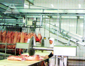 Attrezzature per la Macellazione di 200 Maiali al Giorno, Materiale per Mattatoio di Suini - Product Image 4