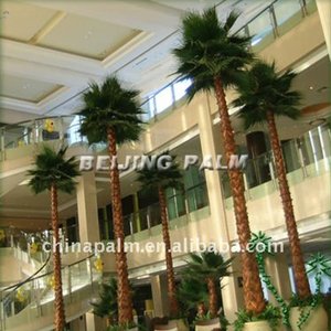 Bảo quản <span class=keywords><strong>Washingtonia</strong></span> lòng bàn tay, Trong Nhà lòng bàn tay, Trang Trí cọ - Product Image 1