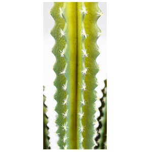 <span class=keywords><strong>Interior</strong></span> planta ornamental <span class=keywords><strong>suculentas</strong></span> al aire libre plantas <span class=keywords><strong>cactus</strong></span> artificial de plástico decoración de <span class=keywords><strong>cactus</strong></span> - Product Image 5