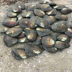 Tiram Mutiara Air Tawar Kualitas Tinggi dengan Kerang Mutiara Segar Grosir - Product Image 6