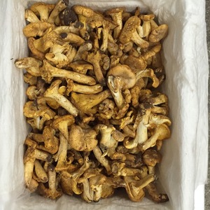 Detan Frais Chanterelles Champignons Sauvages <span class=keywords><strong>Prix</strong></span> - Product Image 4