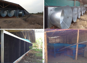 Yüksek kaliteli broiler tavuk çiftliği tasarım hindistan besleme hattı ile su hattı havalandırma fanı soğutma pedi klima kontrol sistemi - Product Image 5