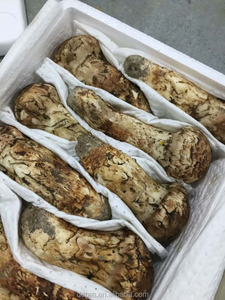 Detan secado <span class=keywords><strong>matsutake</strong></span> - Product Image 2