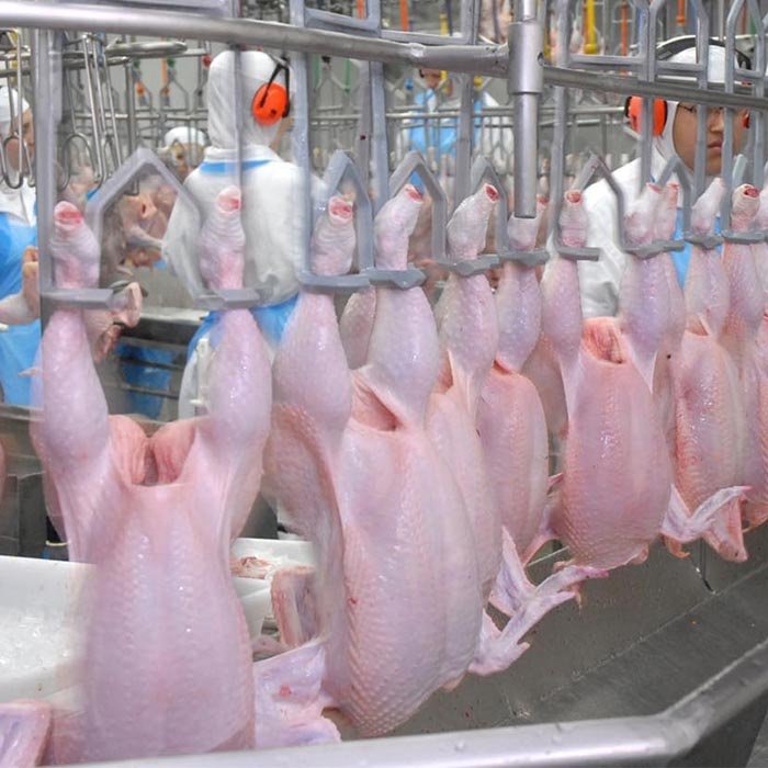 500BPH 1000BPH курица бойни на продажу