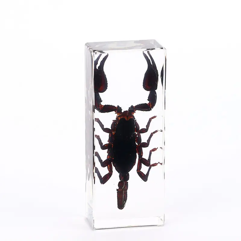Di cristallo della resina insetto reale incorporato campioni artigianato fermacarte displayer animale specimen blocco per la formazione