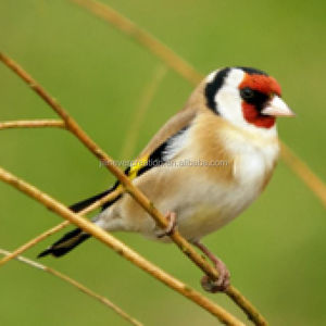 Uccelli in Legno Intagliati a Mano Decobird per Decorazione Casa e <span class=keywords><strong>Giardino</strong></span>, Uccelli Appesi Ecologici Personalizzati - Product Image 3