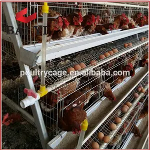 עופות בגאנה עוף כלוב למכירה, סוללה כלוב, לול לתרנגולות מטילים