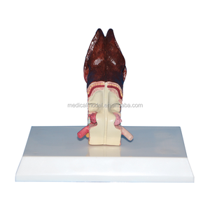 Bệnh Lý Chó Con Chó Tai Mô Hình Giải Phẫu - Product Image 3