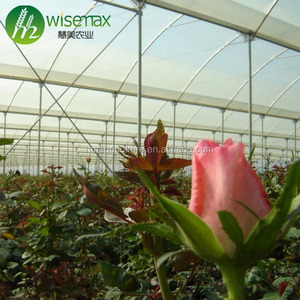 Serre préfabriquée en plastique multi-span pour la culture de fleurs et de <span class=keywords><strong>l</strong></span>égumes - Product Image 3