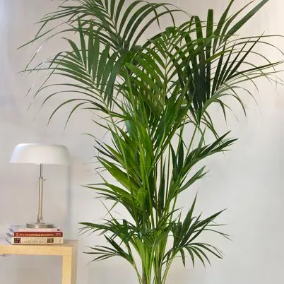 Yapay Çin plastik Tanrıça Çit Bambu Palmiye, sahte Bonsai Alphonse Karr, dekoratif bitkiler satılık