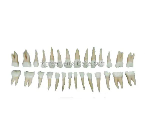 Modelo de dente permanente de dois cores (tamanho natural)