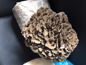 Giá Nấm Bán Sỉ/Bánh Ngọt Tươi - Product Image 3