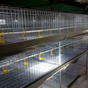 Gabbia per Polli da Carne in Acciaio Inossidabile di Alta Qualità a 3 Livelli per Allevamento - Product Image 1
