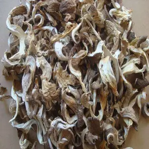 Dried oyster pilze