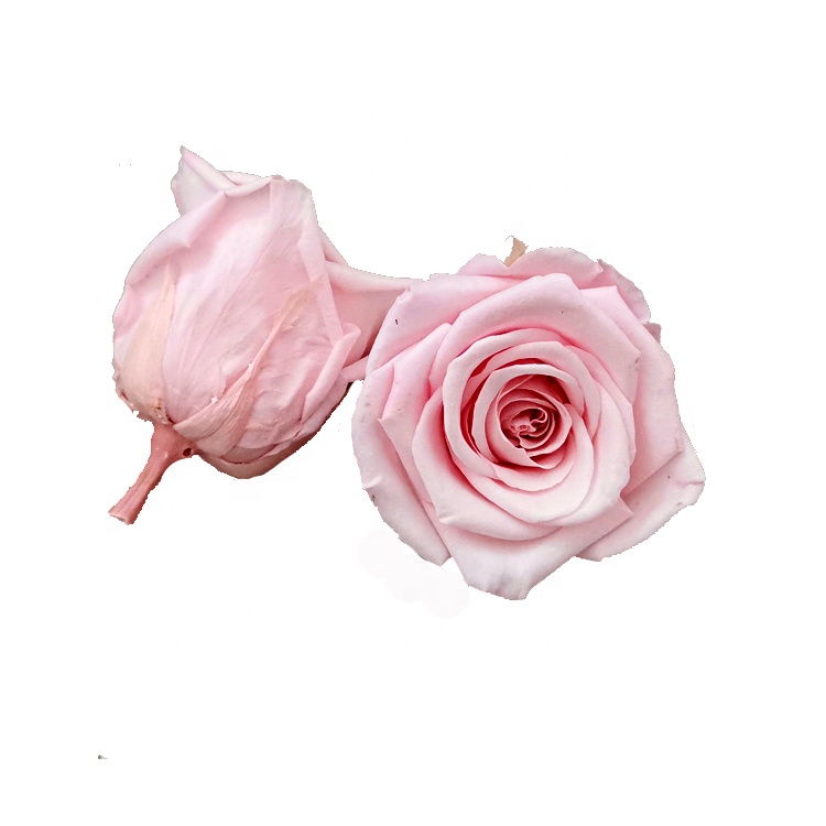 Rose cerise