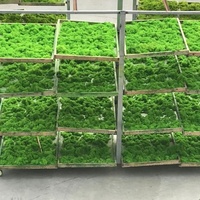 Lièvre — moderne en mousse de renne, vert naturel, pour décorer l'intérieur, avec un DIY, vert, stabilisateur, vente en gros