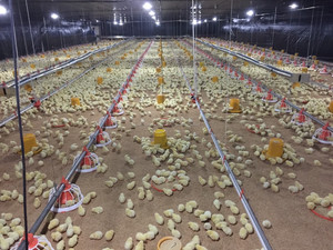 Construcción <span class=keywords><strong>de</strong></span> la estructura <span class=keywords><strong>de</strong></span> acero ligero para la granja <span class=keywords><strong>de</strong></span> pollo gallinero con equipos - Product Image 5