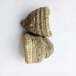 Fomos secos salvajes, <span class=keywords><strong>hongos</strong></span> tinder, novedad, recolectados - Product Image 2
