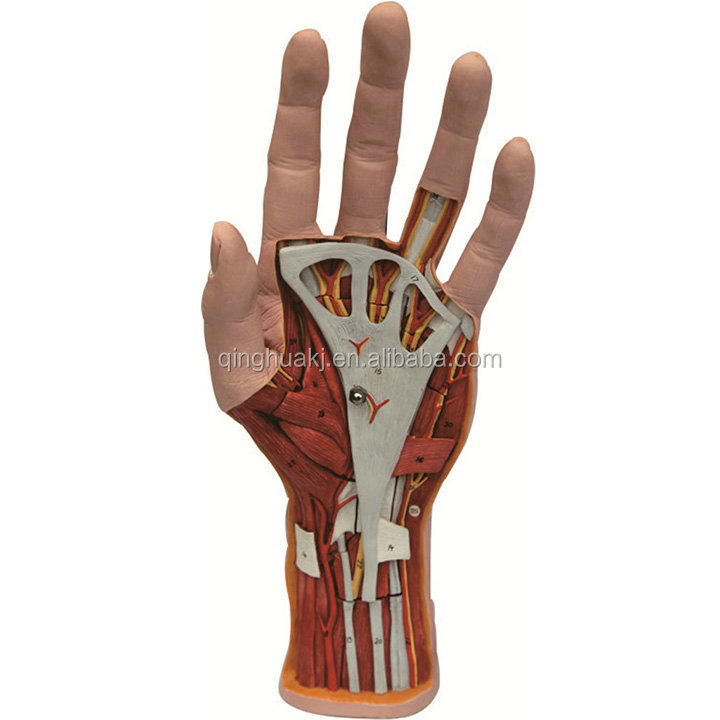 Высококачественная анатомическая модель человеческой руки, медицинская модель