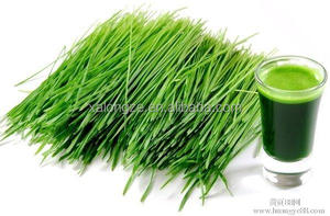 Approvisionnement en usine OEM marque privée poudre d'herbe d'orge soluble dans <span class=keywords><strong>l</strong></span>'eau chlorophylle nourriture sauvage bouteille tambour récipient en plastique - Product Image 3