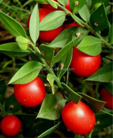 Extracto de Raíz de Ruscus Aculeatus con 20% de Ruscogenina al por Mayor