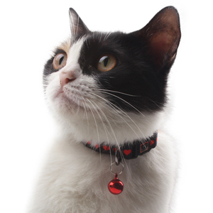 <span class=keywords><strong>Collar</strong></span> para Gato Personalizado 2025 con Logotipo Impreso, Ajustable, de Poliéster de Alta Calidad, con Campanas y Correa para Mascotas - Product Image 5